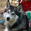 kaiboinwalkee